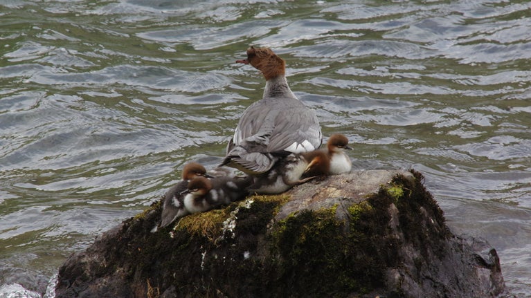 Water bird the red breasted merganser sits on a rock with her young